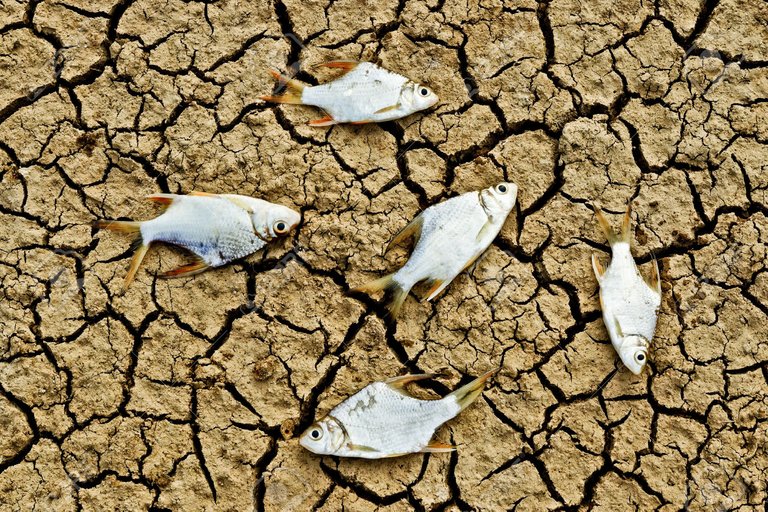26695177-fish-died-on-cracked-earth-drought-river-dried-up-famine-scarcity-global-warming-natural-destruction-Stock-Photo.jpg