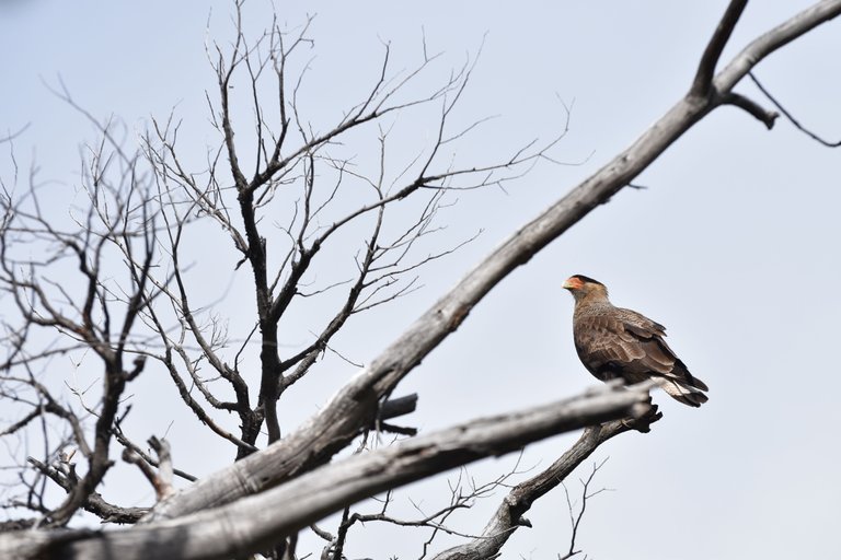 caracara-parque-nacional-6-wide-angle.jpg