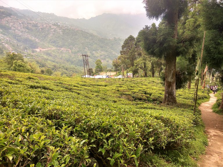 tea garden2.jpg