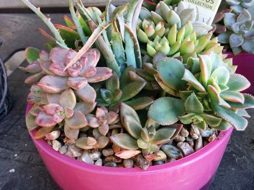 succulents in container.jpg