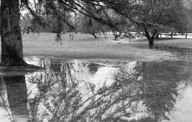 a pool between two trees.jpg