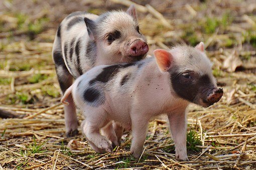 piglets2.jpg