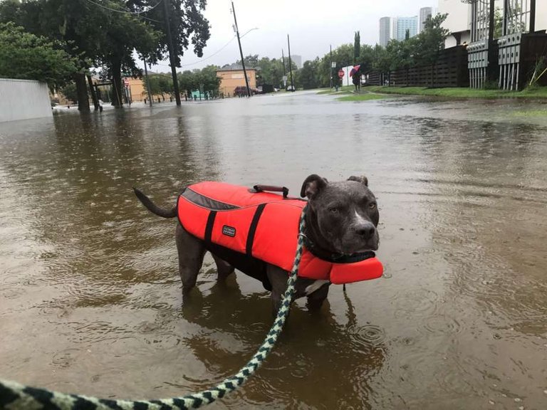 H H Lifejacket Pitbull.jpg