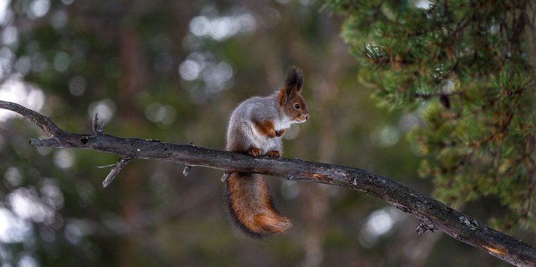 squirrel-2931838_960_720.jpg