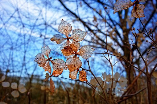 flower-3194781__340.jpg