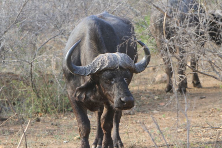 2016 - Kruger 220.JPG