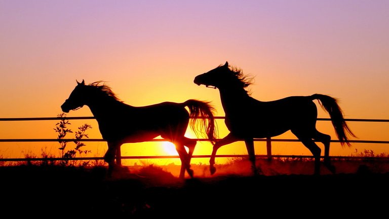 72112__horses-at-sunset_p.jpg