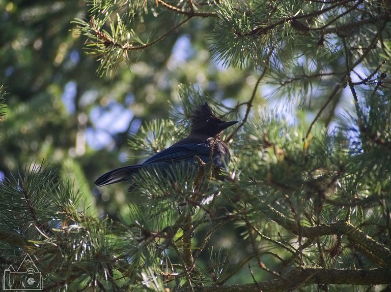 Tree Bird 9.jpg