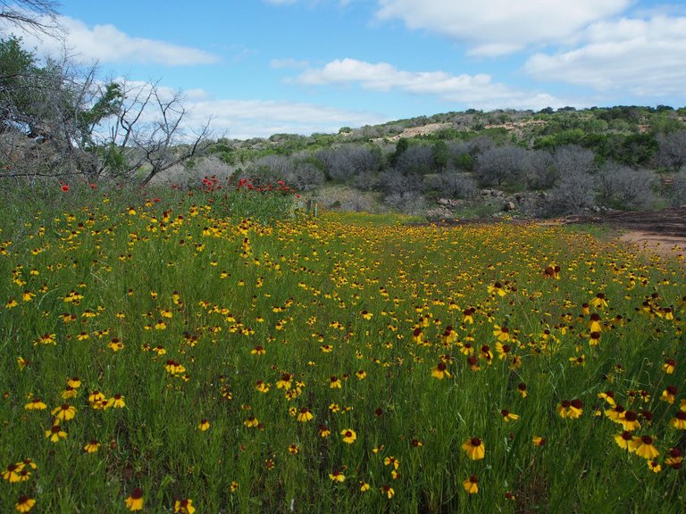 wildflowers-inks-lake-state-park.jpg