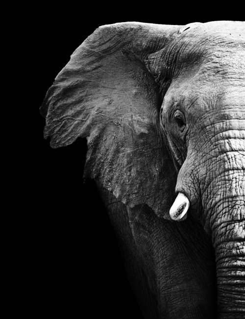 3b3544bcc9e9a6f2f908bdd13c7214a8--elephant-canvas-elephant-print.jpg