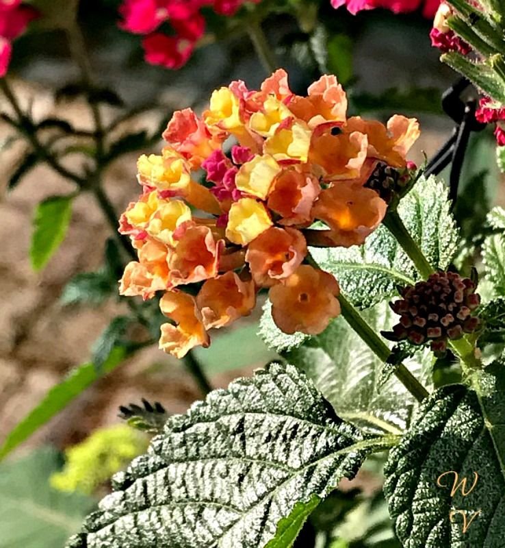 yellowflowrday petals sunscape lantana.jpg