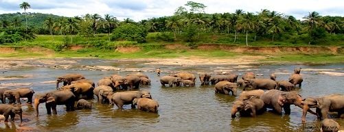 pinnawala-elephant-orphanage-sri-lanka-4.jpg