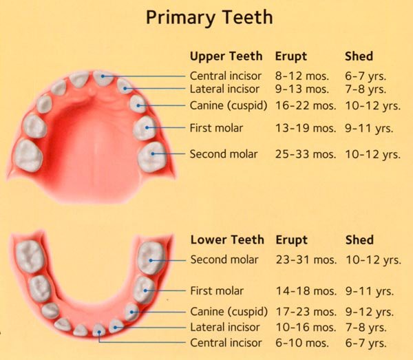 primary-teeth-eruption-schedule.jpg