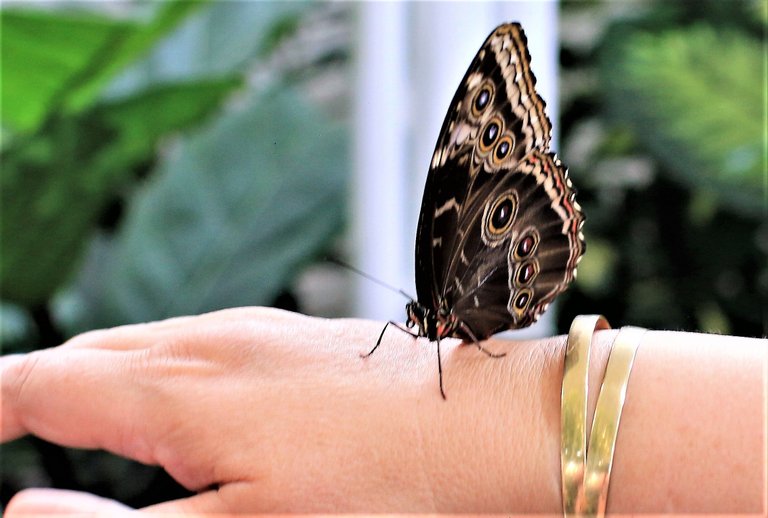 butterfly and gold bangles.jpg