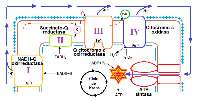 Cadena respiratoria.png