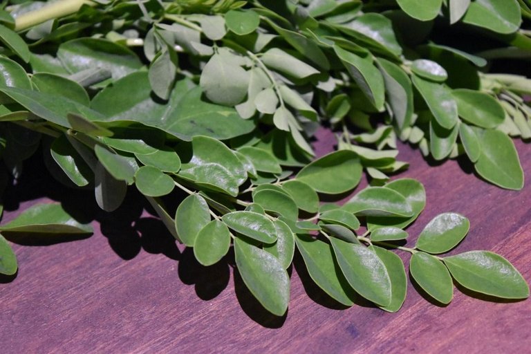 moringa-2.jpg