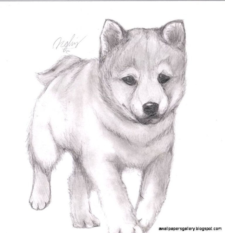 cute-animal-drawings-in-pencil-cute-animal-drawings-in-pencil-photo12.jpg