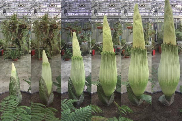 Titan-Arum-1.jpg