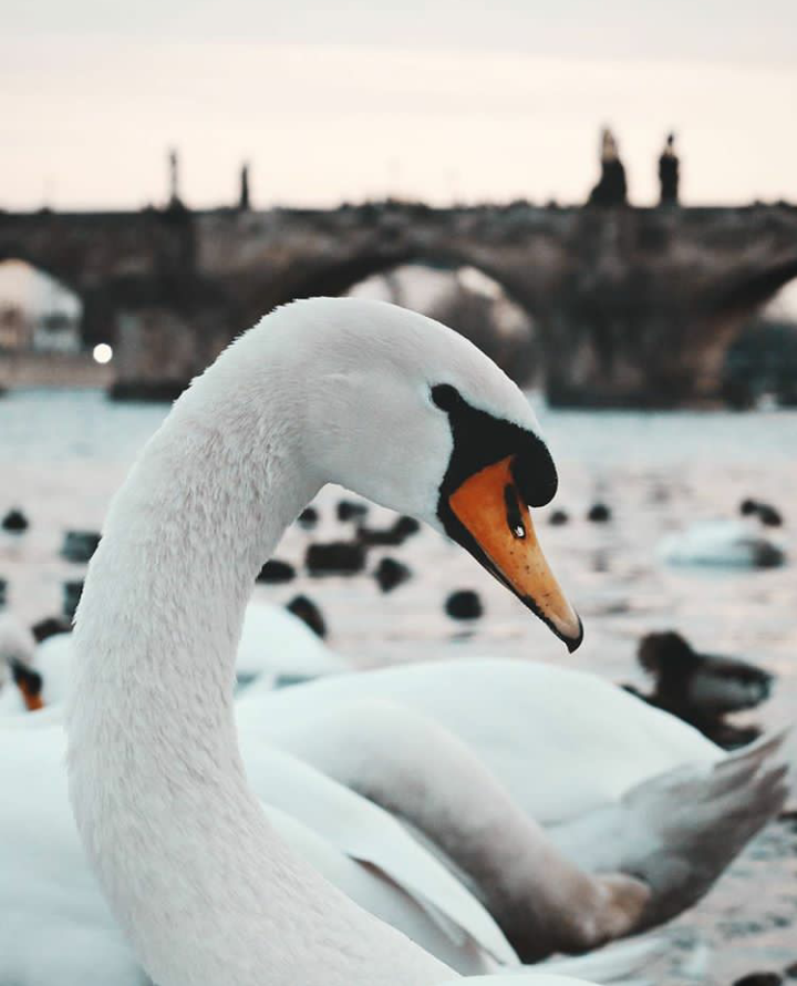 prague swan.png