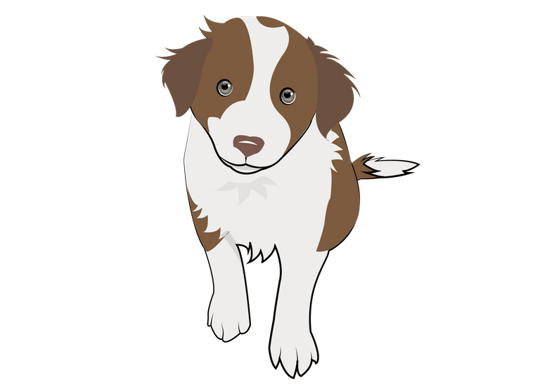 8 Chocolate Collie Puppy.png