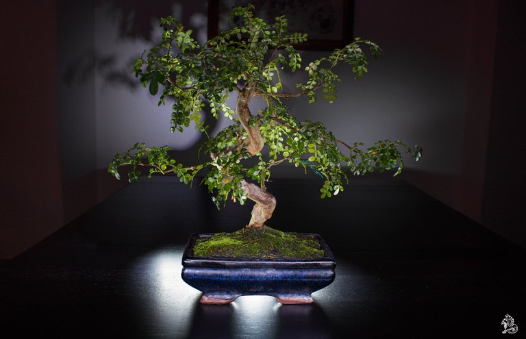 Bonsai 2.jpg