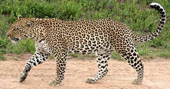 Mature Leopard.jpg