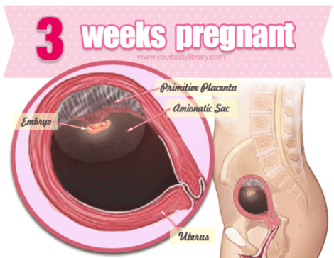 3-weeks-pregnant-the-waiting-game-e1356437609832.png