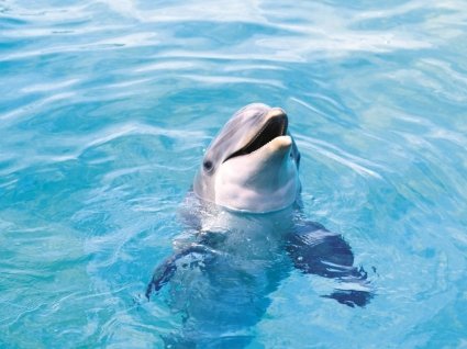 dolphin_wallpaper_dolphins_animals_wallpaper_321.jpg