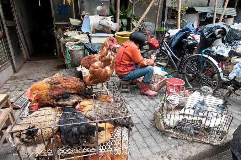 China-chicken-market.jpg
