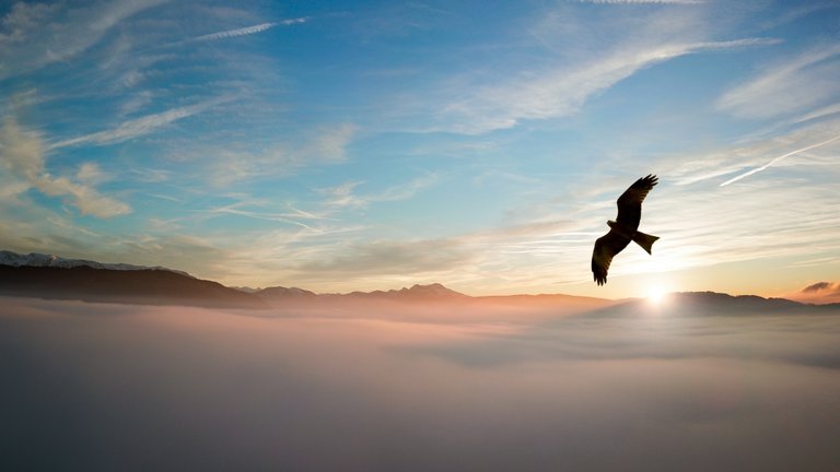 backlit-bird-clouds-755385.jpg