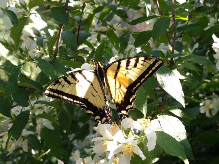 Swallowtail.jpg