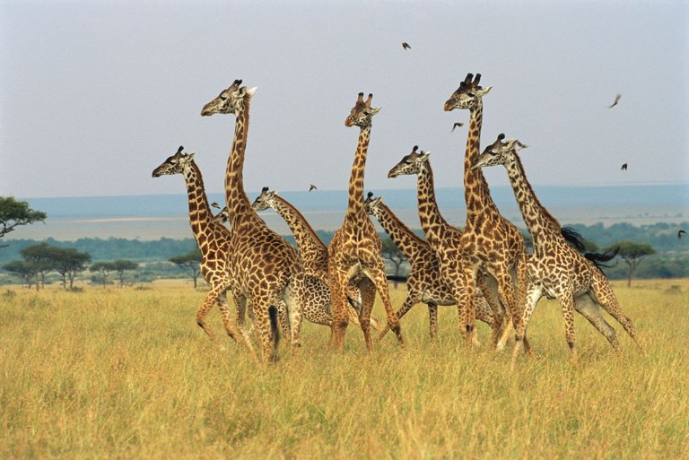 giraffes.jpg