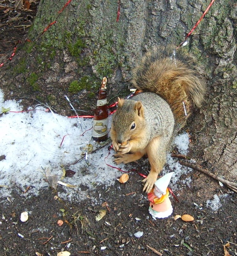 squirrel on mouth harp.JPG