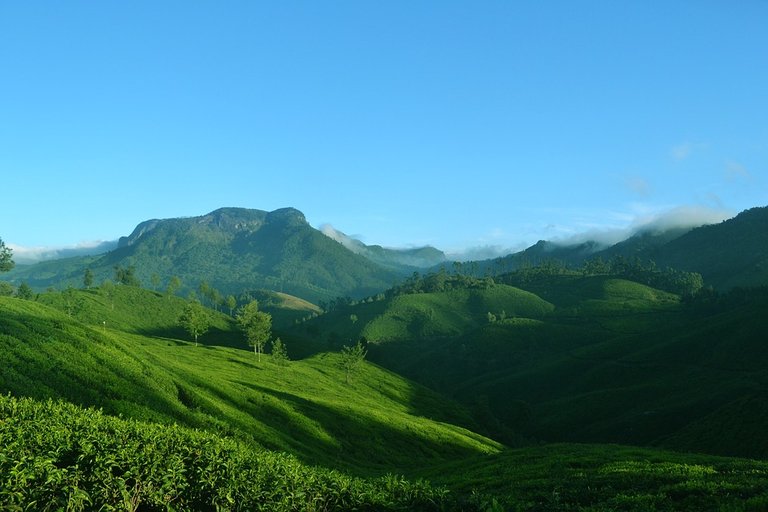 munnar-1639120_960_720.jpg