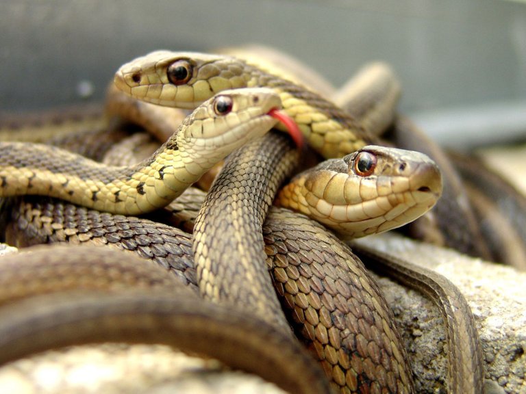 snakes-gazabhindi-1024x768.jpg