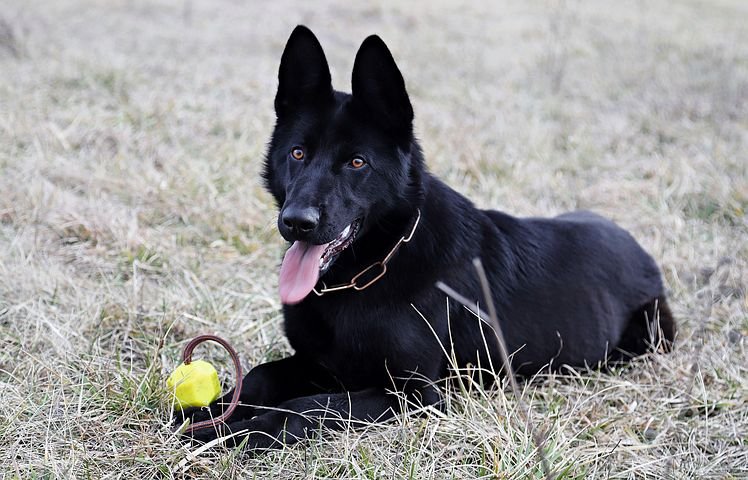 black-german-shepherd-3237765__480.jpg