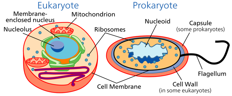 Celltypes.svg.png