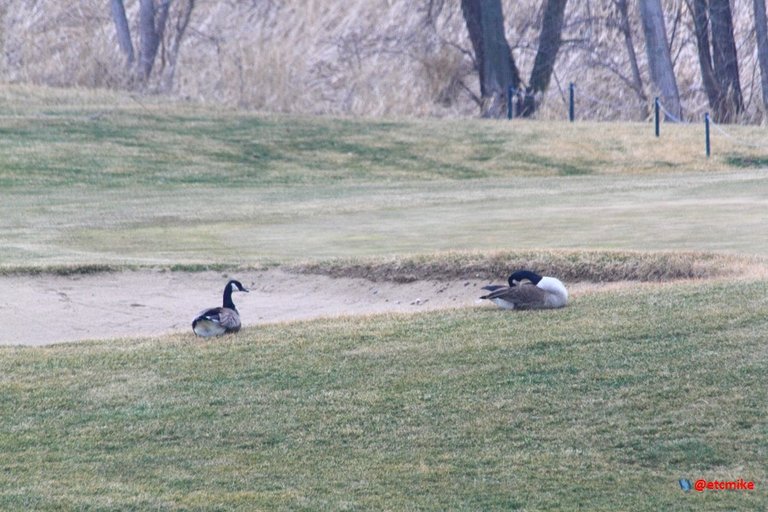 Canada Goose PFW20-25-0092.JPG