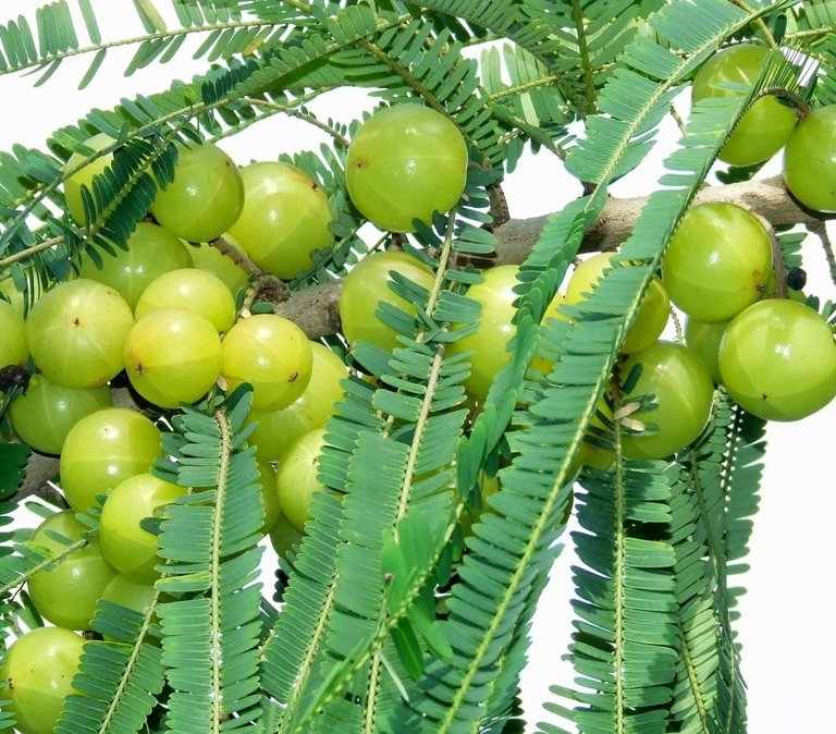 Phyllanthus emblica.jpg