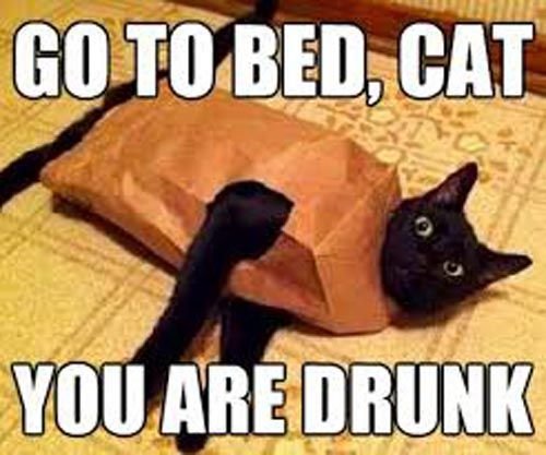 go-to-bed-cat-youre-drunk.jpg