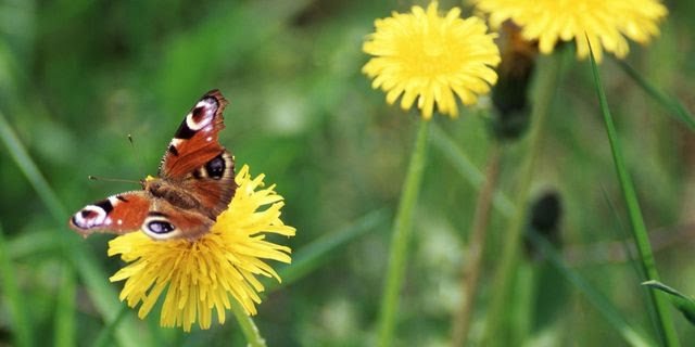 landscape-1429816669-butterflies-weeds-de.jpg