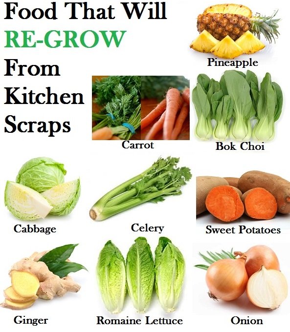 food that will regrow from scraps 1.jpg