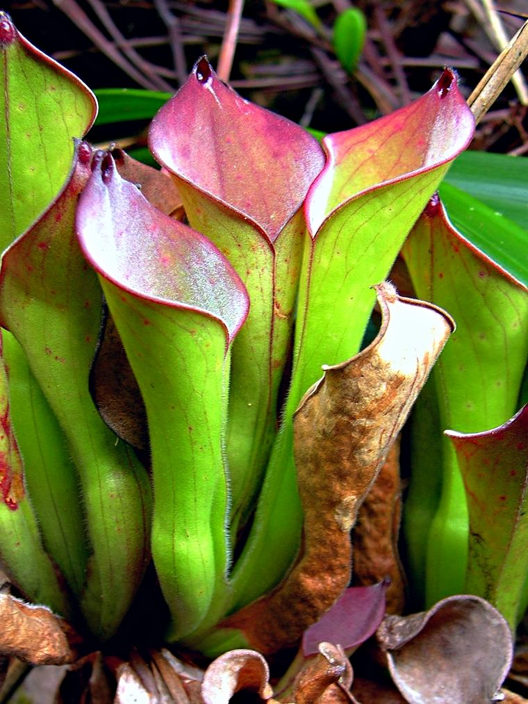 Heliamphora-exappendicula-article-images-1.jpg