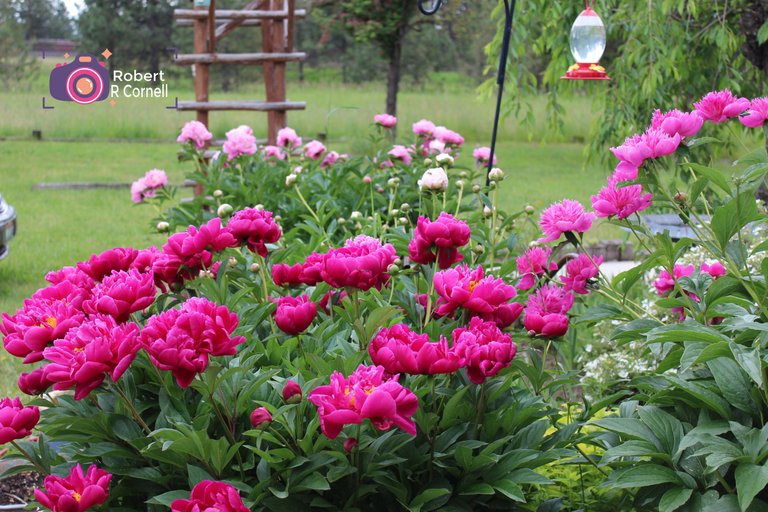 Peonies 3.JPG