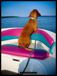 Doggy boat ride.jpg