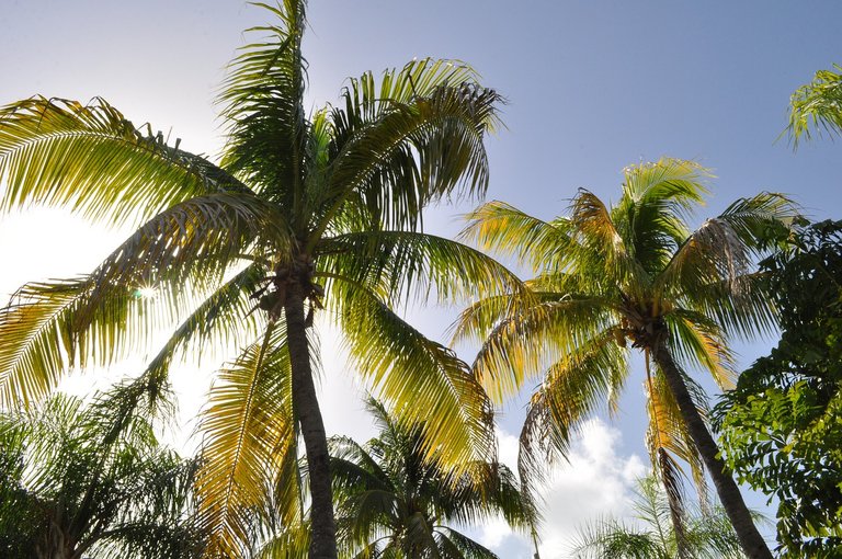 coconut-trees-1172459_1280.jpg