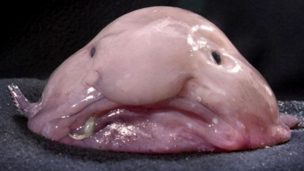 blobfish-600x337.png