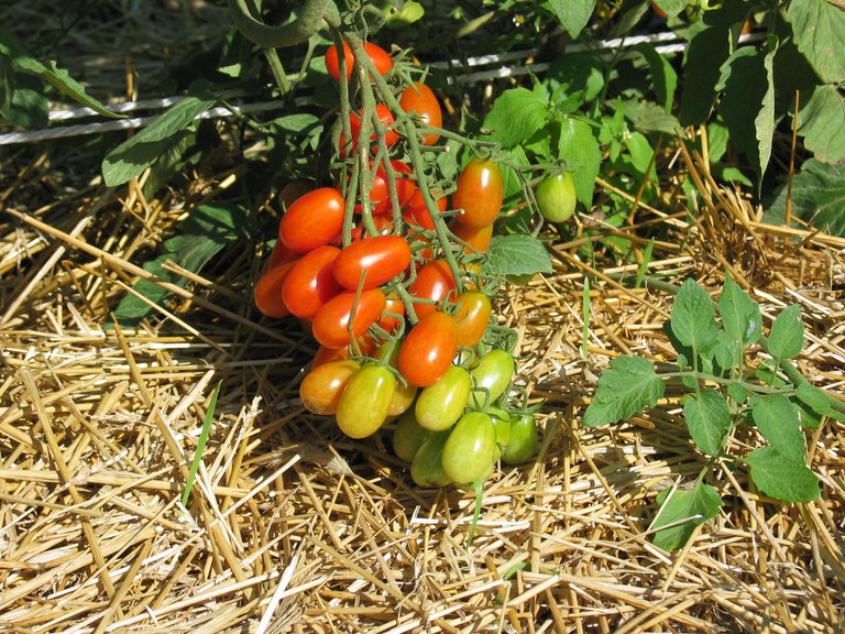 tomatoes.jpg