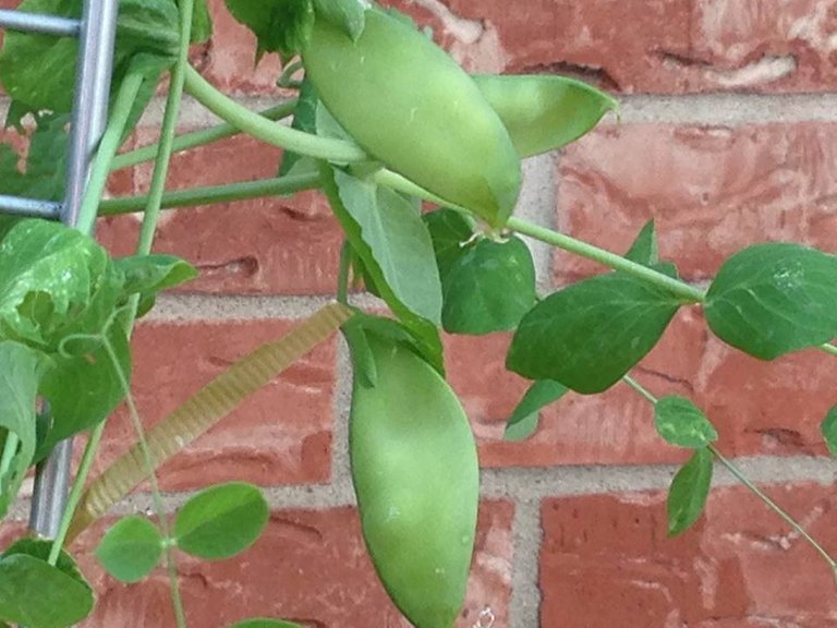 reclaim garden snap peas 6.3.14.jpg