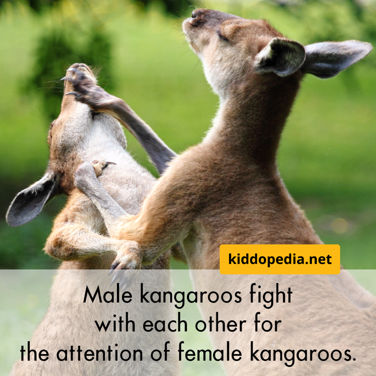 5 kangaroo.png